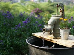 Water-Efficient Gardening